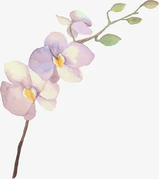 水彩的树叶免抠