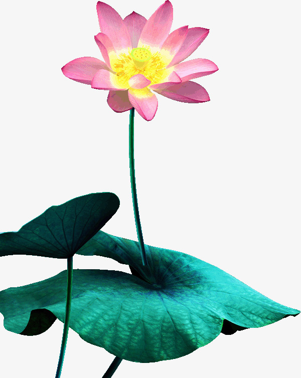 荷花免抠