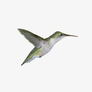 长嘴巴小鸟免抠