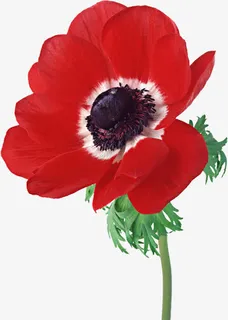 红色花瓣花朵免抠