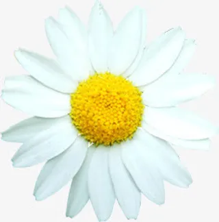 白色太阳花夏日免抠