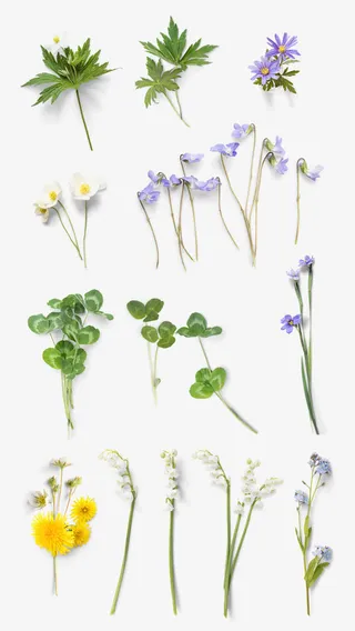 植物花朵绿叶效果紫色花朵免抠