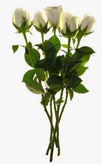 几枝白色玫瑰花儿免抠