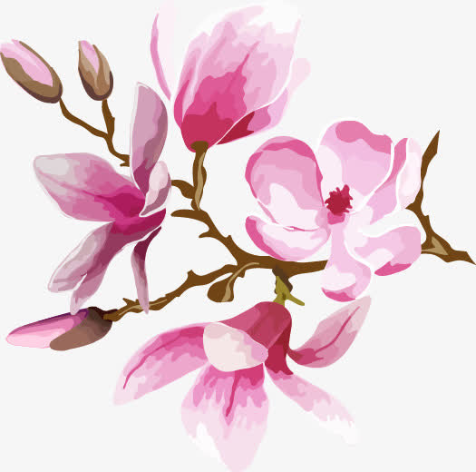 玉兰花免抠
