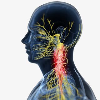 脊神经反射免抠