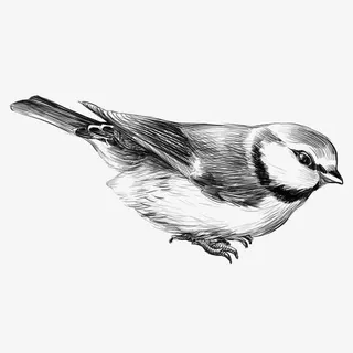 素描写意小鸟免抠