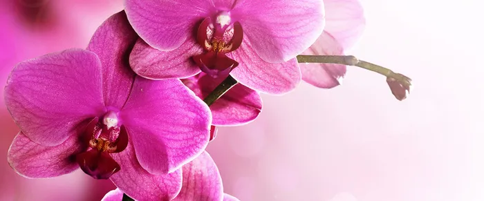 兰花背景高清