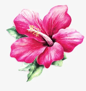 粉色盛开美丽花朵免抠 粉色盛开美丽花朵免抠