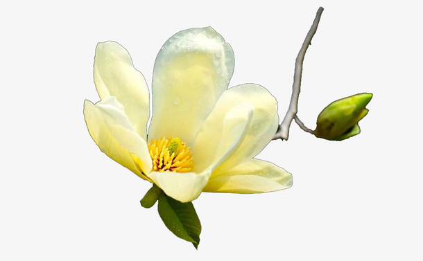 春季花卉抠图免抠