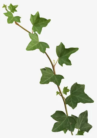 绿色梧桐枝免抠