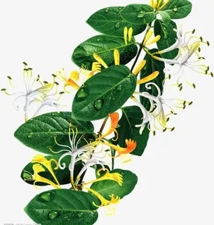 金银花免抠 金银花免抠