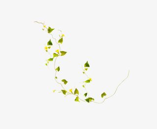 藤蔓春天绿色植物点缀免抠