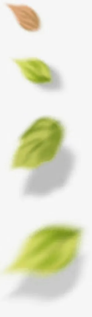 四叶绿叶 绿色叶子免抠