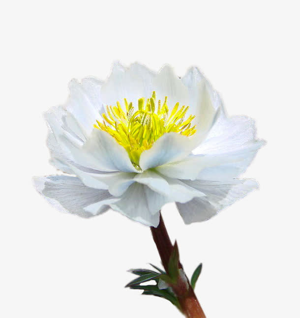漂亮的雪莲花免抠