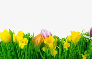 黄色花朵绿草插图免抠