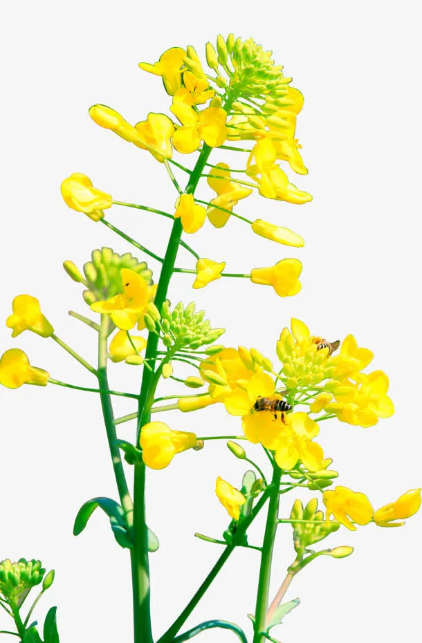 黄色卡通油菜花植物免抠