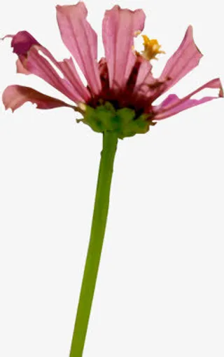 粉色春天清新花朵装饰免抠