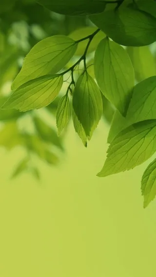 清新绿叶护眼H5背景高清