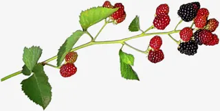 桑葚果枝免抠