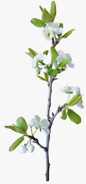 树枝白花免抠PNG图片素材免抠 树枝白花免抠PNG图片素材免抠