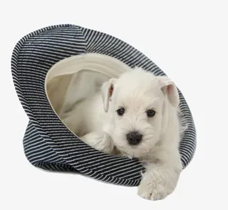 帽子里的白狗免抠