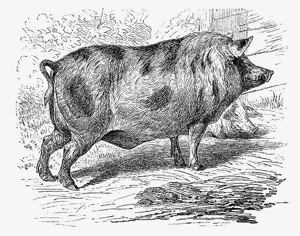 手绘线稿野猪免抠