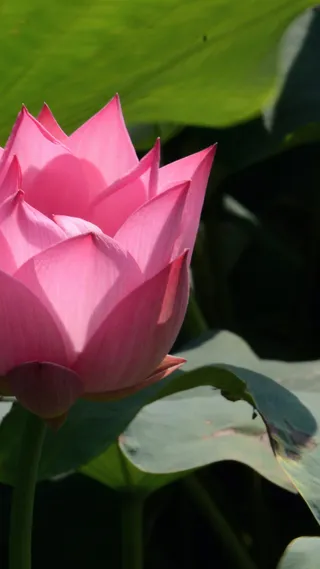 唯美摄影高清H5背景高清