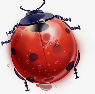 手绘插画卡通七星瓢虫免抠