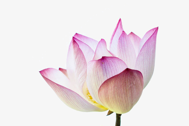 卡通荷花素材免抠