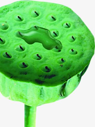 莲子荷花莲蓬水墨素材免抠