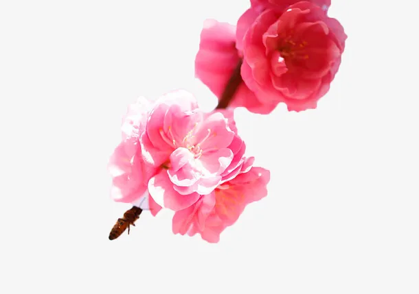 粉色樱花免抠