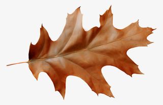 漂亮枯叶免抠