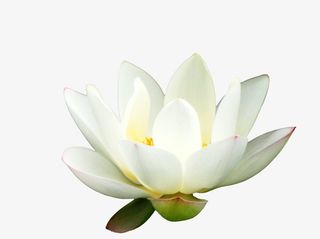 夏日白色荷花免抠