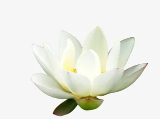 夏日白色荷花免抠