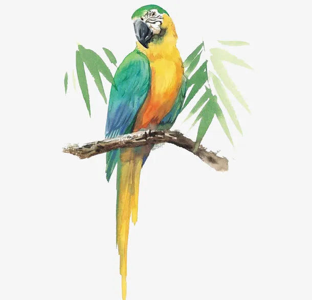 树枝上的鹦鹉免抠