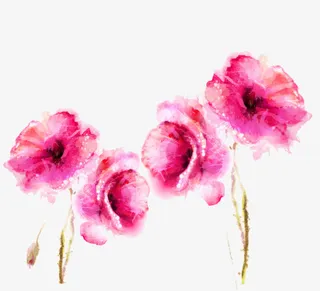 罂粟的春天图片素材免抠