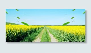 油菜花大气树叶渐变蓝色banner高清