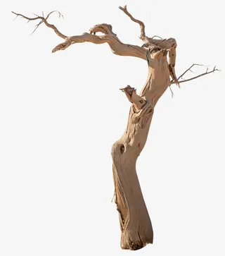 创意合成设计干枯的树干免抠