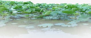 海报夏日活动植物荷叶免抠