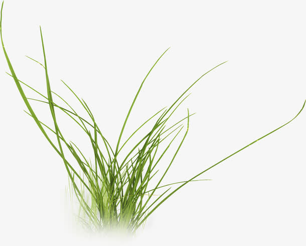 绿草免扣素材免抠