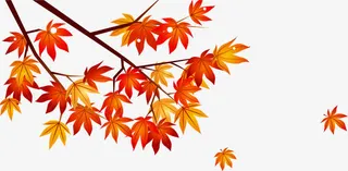 枫叶免抠