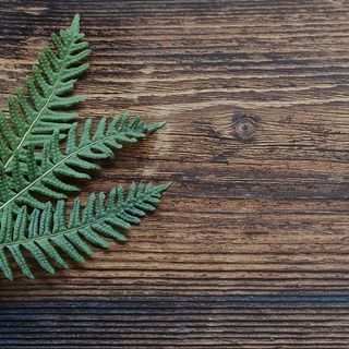 木板上的绿叶背景图高清