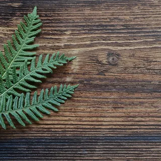 木板上的绿叶背景图高清