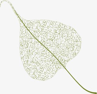 矢量创意植物叶片免抠