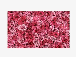 玫瑰花墙免抠
