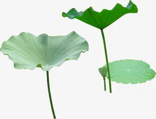 文艺清新花草海报设计装饰荷叶免抠