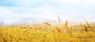 简约麦田背景banner高清