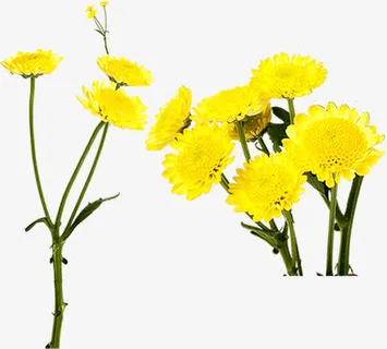 黄色花朵植物手绘春天免抠
