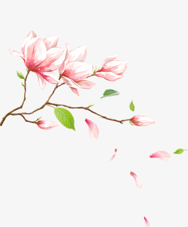玉兰花png免抠