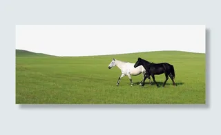 内蒙古草原上的两匹马免抠